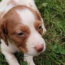 Boy 9 - White and orange male Brittany puppy in Mishawaka, Michigan from Riverbend Brittanys