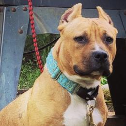American Bullies from Alaska Rose Kennels