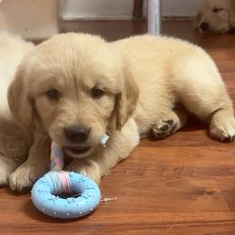 Ariat - Light golden male Golden Retriever puppy in Ringgold, Georgia from Southern Belle's Puppies