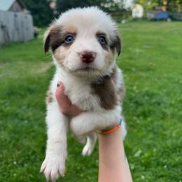 Spud - Red merle male Australian Shepherd puppy in Altmar, New York from E&C Australian Shepherds