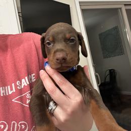 Dark blue collar male - Red and rust male Doberman Pinscher puppy in Madison, Indiana from Jensen Dobermans and Dachshunds