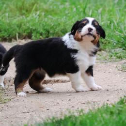 Sassy - Black tri female Miniature American Shepherd puppy in Central Islip, New York from Fifth Avenue Australian Shepherds