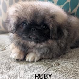 Girl 2 - female Pekingese puppy in Clarion, Pennsylvania from Brey Pekingese