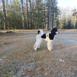 Poodle All Grown Up from Apricity Poodles