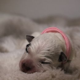 Wren - Blue female Australian Cattle Dog puppy in Tucson, Arizona from Soqui Ortiz Cattle Ranch