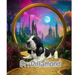 Dr. Dillamond - Black and white male Basset Hound puppy in Dingess, West Virginia from Tuckers' Howling Hounds