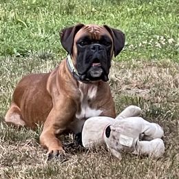 Murphy - Boxer