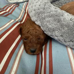 Female 3 - Red  female Poodle puppy in Bettendorf, Iowa from Red Door Poodles