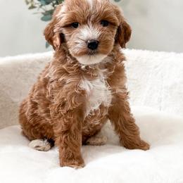 Dillon - Red  male Goldendoodle puppy in Sallisaw, Oklahoma from Huddle Puppies