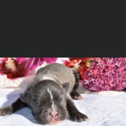 Madison - Boston Terrier puppy in New Cumberland, Pennsylvania from BB and C Bostons