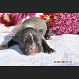 Madison - Boston Terrier puppy in New Cumberland, Pennsylvania from BB and C Bostons