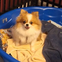 Peanut - Pomeranian