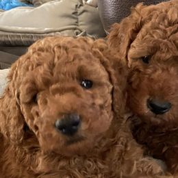 Poodles from Patriot Red Poodles