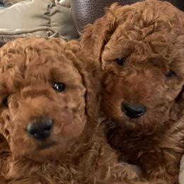 Poodles from Patriot Red Poodles