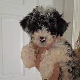 Betty - Blue merle female Aussiedoodle puppy in Galena, Illinois from Perry's doodles