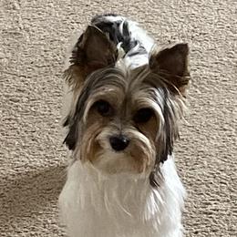 Milo - Yorkshire Terrier
