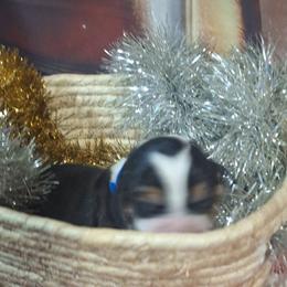 Dasher(Dark Blue) - Black brown and white male Basset Hound puppy in Carbondale, Kansas from Dream Weavers Basset Hounds