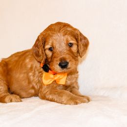 Goldendoodle Puppies from Celebrity Doodles DFW