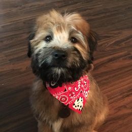 Soft Coated Wheaten Terrier Puppies from Wonderful Wheatens