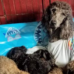 Old English Sheepdogs and Sheepadoodles from Faith S Clement's Old English Sheepdogs and Sheepadoodles