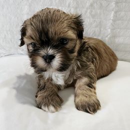Shih Tzu and Yorkshire Terrier Puppies from Tiny Puppies World