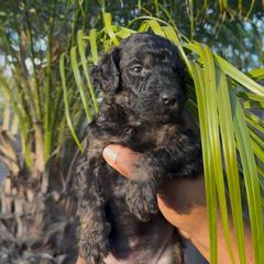 Stella - Black female Poodle puppy in Corona, California from Garden Of Poodles