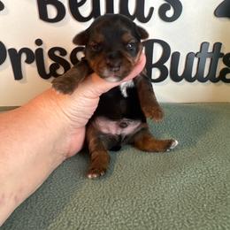 Gunner - Black and tan male Yorkshire Terrier puppy in Clermont, Florida from Bella's Prissy Butts