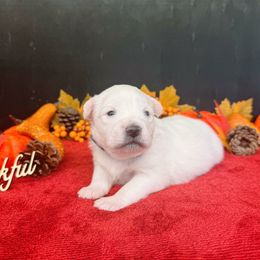 Girl 2 - female American Eskimo Dog puppy in Live Oak, Florida from Pecan Ridge Puppies