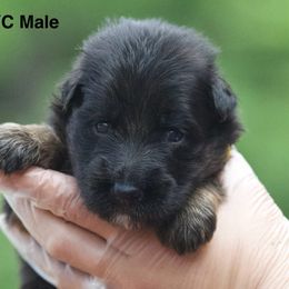 Black and red male - Black and red male German Shepherd puppy in Twin Lake, Michigan from VanBlargan German Shepherds