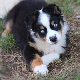 Miniature Australian Shepherd and Toy Australian Shepherd Puppies from Riverbark