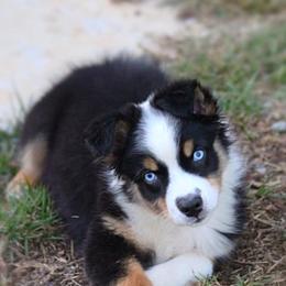 Miniature Australian Shepherd and Toy Australian Shepherd Puppies from Riverbark