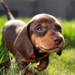 Orange - Chocolate and tan male Dachshund puppy in Bakersfield, California from LongDogs Bakersfield
