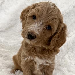 Angela - Parti female Goldendoodle puppy in Cleburne, Texas from Doodles of the Brazos
