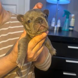 Milli - Blue female French Bulldog puppy in Bolingbrook, Illinois from Flores Frenchies