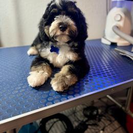 Australian Labradoodle, Bernedoodle, Cavapoo, and Poodle Puppies from Walk with Me Doodles