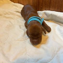 Blue - Mahogany male Irish Setter puppy in Dayton, Pennsylvania from Sunset Acres Setters