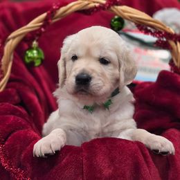 Tex (Green collar) - Light golden male Golden Retriever puppy in Sacramento, California from Creamy Retrievers