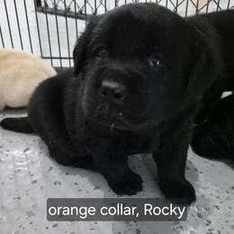 Rocky Orange collar - Black male Labrador Retriever puppy in Greenwich, Ohio from Pure Gem Kennel
