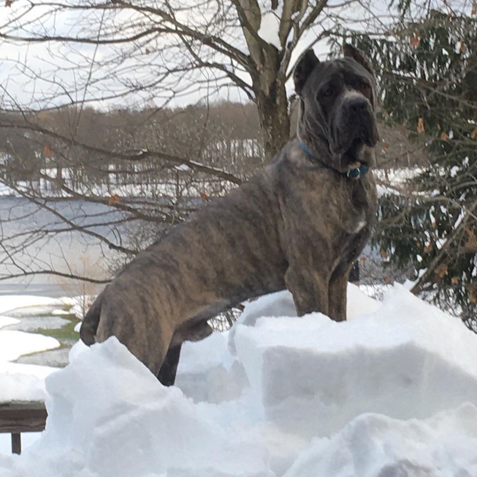 Knights watch cane sales corso