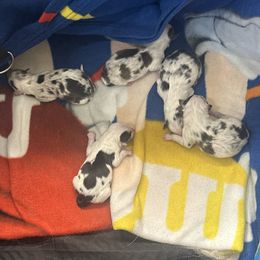 Shetland Sheepdog puppies from Rickman's Family Farm