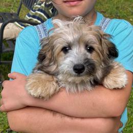 Oak - Brown and white male Aussiedoodle puppy in Allardt, Tennessee from Hearth&Hound Doodles