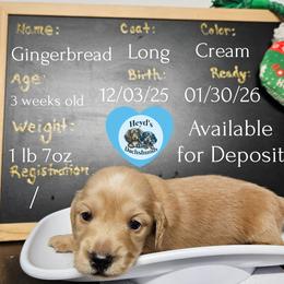 Gingerbread - Cream male Dachshund puppy in Hoquiam, Washington from Heyd's Mini Dachshunds