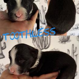 Toothless - Black and white male Border Collie puppy in Sanger, California from Flying M Cactus Ranch Buddies