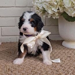 Coco - Tri-color female Bernedoodle puppy in Russell Springs, Kentucky from 270 Doodles