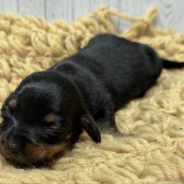 Rebecca - Black and tan female Dachshund puppy in Greenup, Kentucky from Tygart Creek Dachshunds