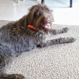 Wirehaired Pointing Griffon All Grown Up from Bristle Creek Wirehaired Pointing Griffons