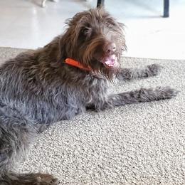 Wirehaired Pointing Griffon All Grown Up from Bristle Creek Wirehaired Pointing Griffons