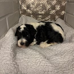 Microft - Black and white male Cavapoo puppy in Poetry, Texas from Darling Doodles of Texas
