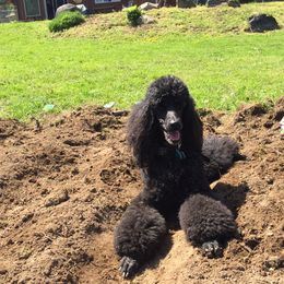Poodles from Eloquent Poodles