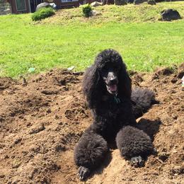 Poodles from Eloquent Poodles